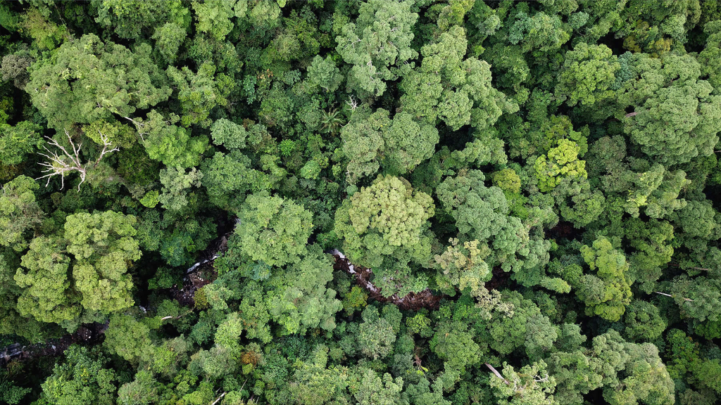 au coeur de l'amazonie