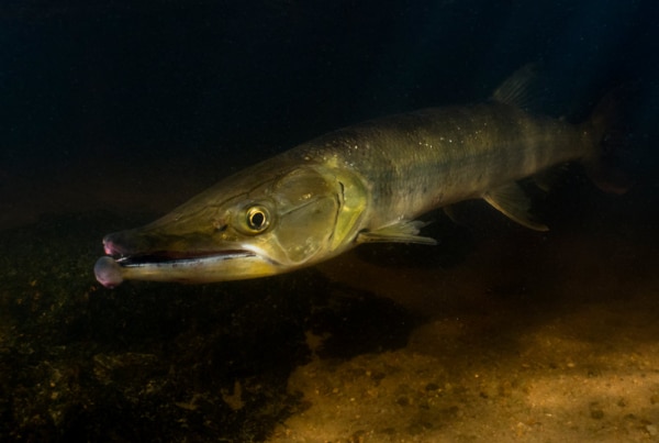 La faune d’eau douce de Guyane