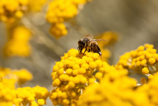 Valorisation des Ressources Naturelles : De la Recherche scientifique à la Faisabilité socio-économique, L’exemple de l’Immortelle de Corse