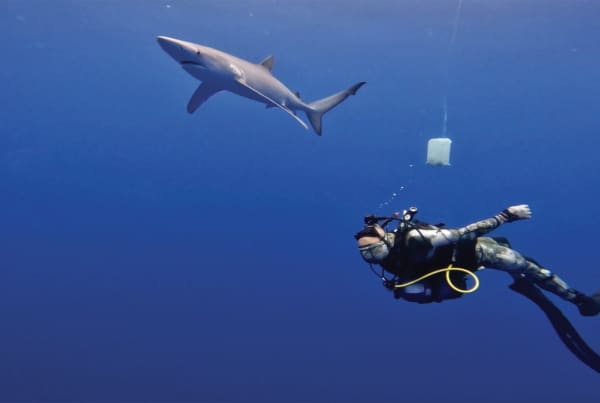 Conférences sur la biologie marine par João Pedro Barreiros