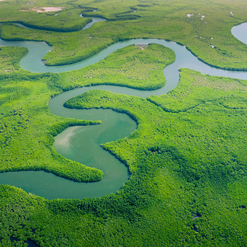 Forêt amazonienne – COP 30 Amazonie, Université de Guyane mobilisée pour le climat et la recherche durable.