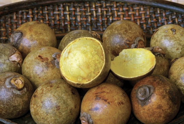 Le laboratoire COVAPAM publié pour son étude autour de la valorisation du fruit du palmier Moucaya