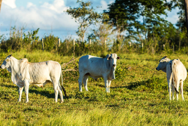 PARALIM ou les risques d’infections parasitaires en Guyane