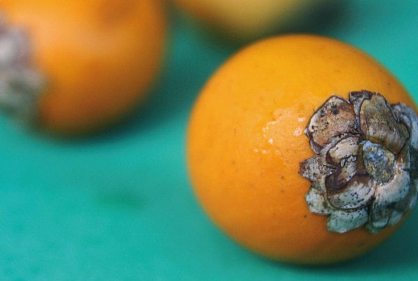 valorisation des palmiers wara