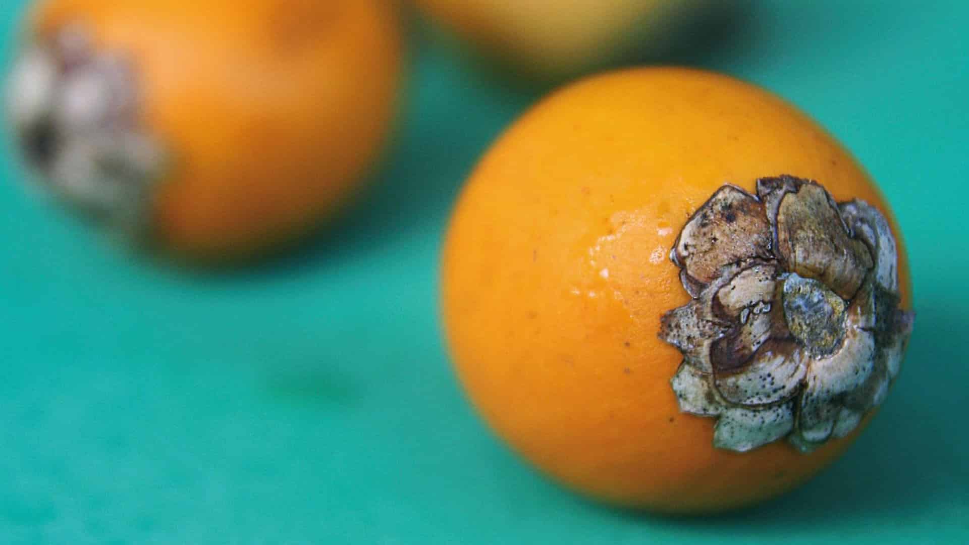 valorisation des palmiers wara